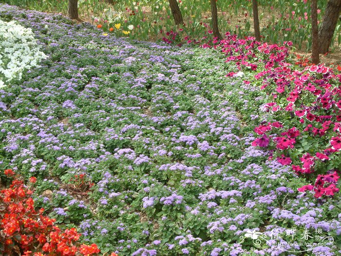 熊耳草Ageratum houstonianum