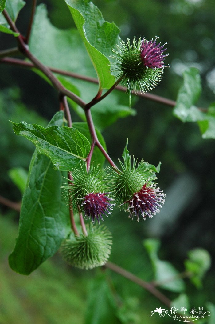 牛蒡Arctium lappa