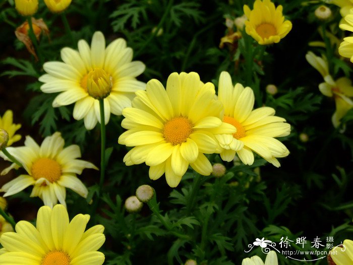 玛格丽特Argyranthemum ‘Butterfly Yellow’