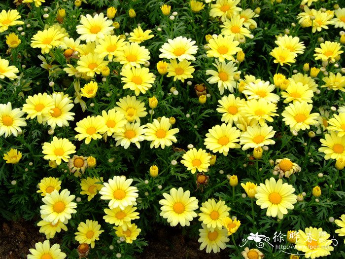 玛格丽特Argyranthemum ‘Butterfly Yellow’