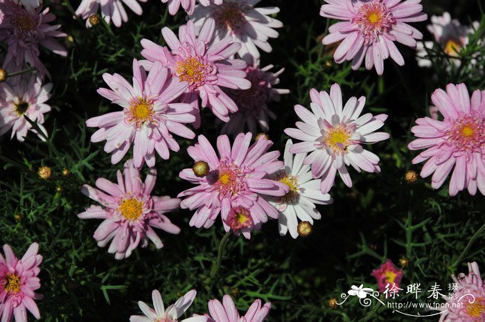 重瓣粉花茼蒿菊Argyranthemum ‘Double Pink’