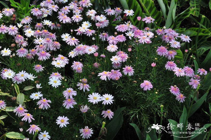 重瓣粉花茼蒿菊Argyranthemum ‘Double Pink’