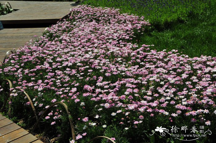 重瓣粉花茼蒿菊Argyranthemum ‘Double Pink’