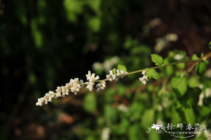 白苞蒿Artemisia lactiflora