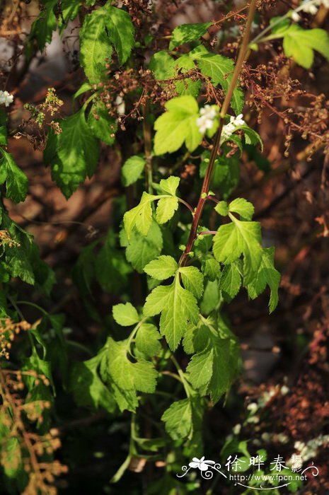 白苞蒿Artemisia lactiflora