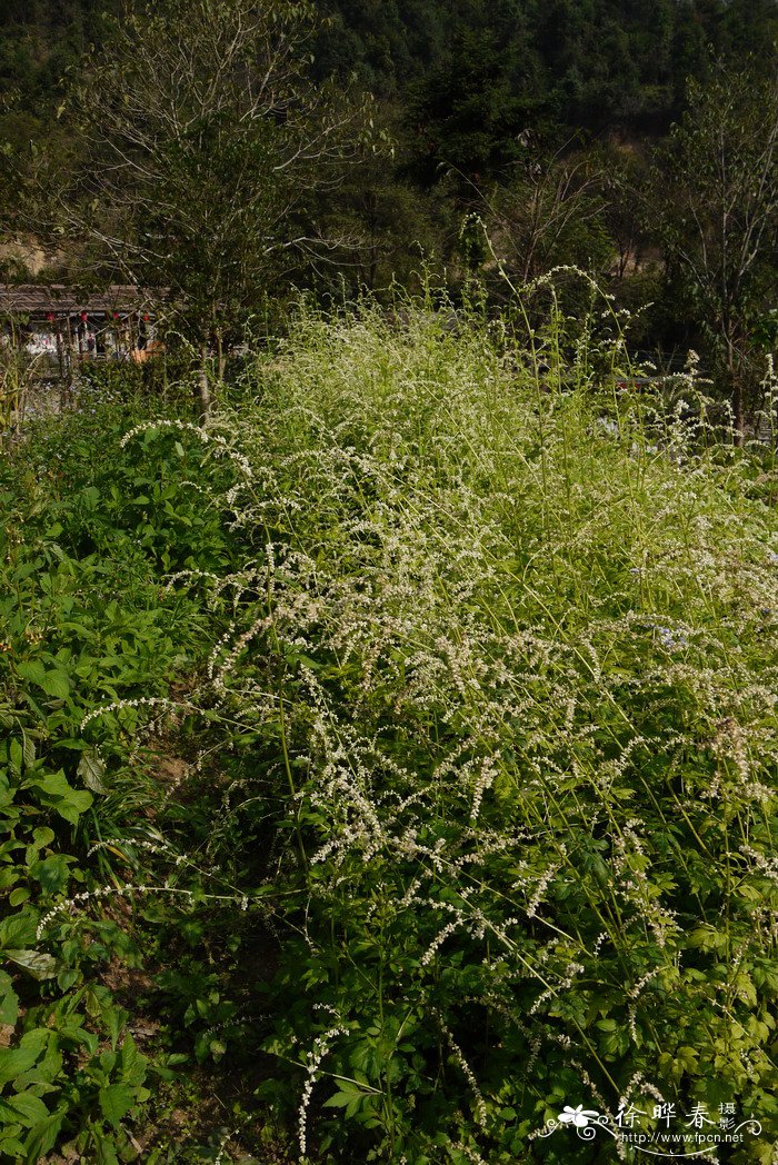 白苞蒿Artemisia lactiflora
