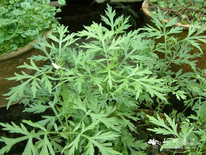 五月艾Artemisia indica