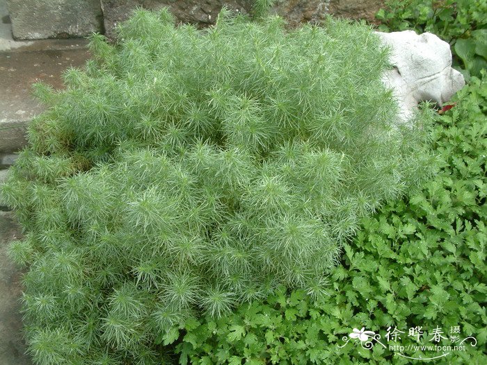 朝雾草Artemisia schmidtiana