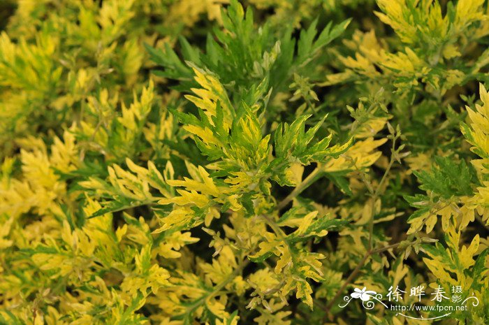 黄金艾蒿Artemisia vulgaris ‘variegate’