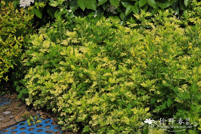 黄金艾蒿Artemisia vulgaris ‘variegate’