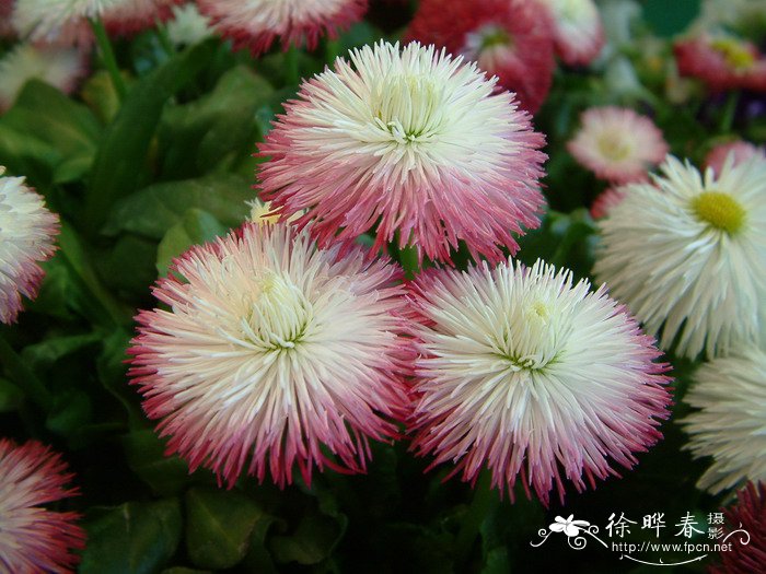 雏菊Bellis perennis