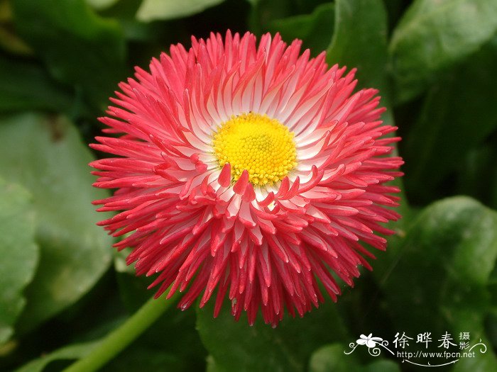 雏菊Bellis perennis