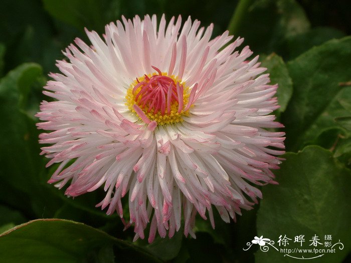 雏菊Bellis perennis