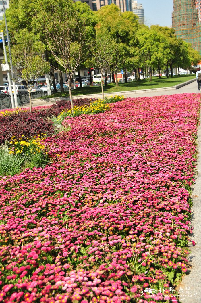 雏菊Bellis perennis