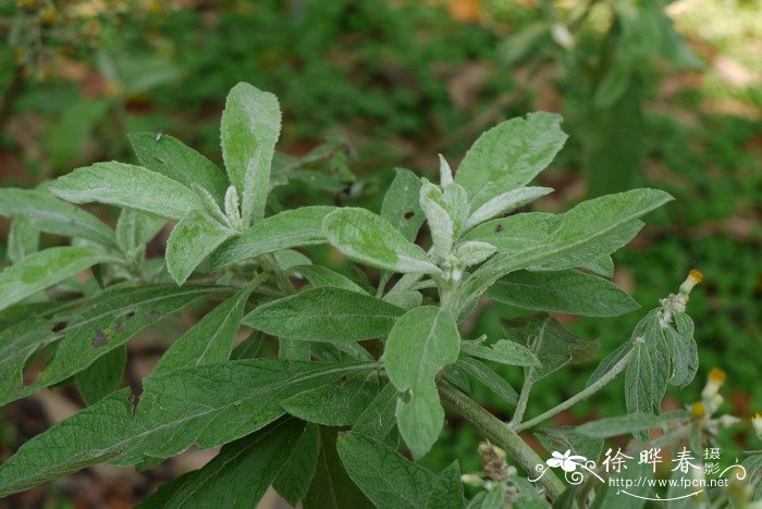 艾纳香Blumea balsamifera