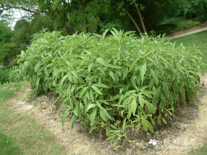 艾纳香Blumea balsamifera
