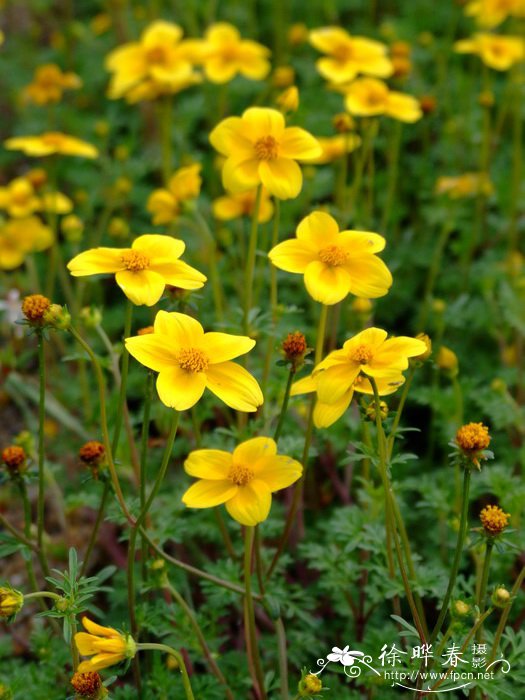 阿魏叶鬼针草Bidens ferulifolia