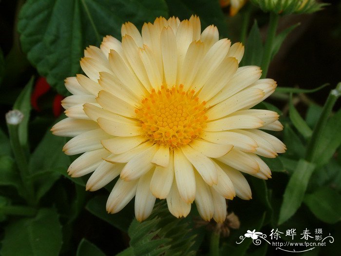 金盏花Calendula officinalis