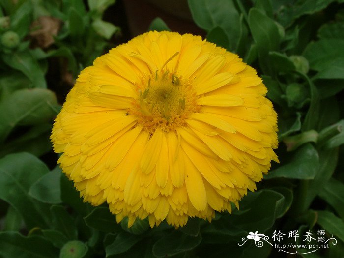 金盏花Calendula officinalis