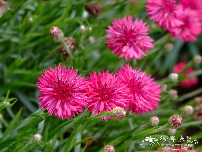 矢车菊Centaurea cyanus