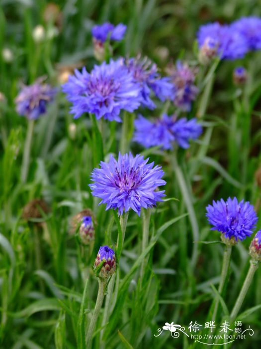 矢车菊Centaurea cyanus