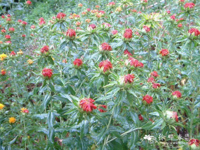 红花Carthamus tinctorius