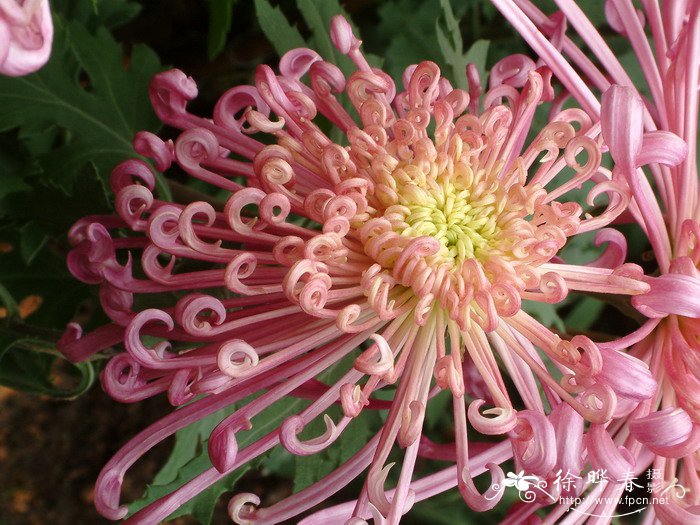 菊花Chrysanthemum morifolium