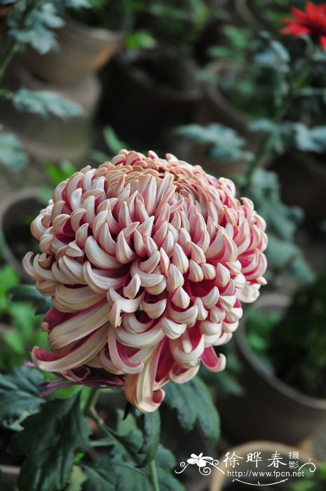 菊花Chrysanthemum morifolium