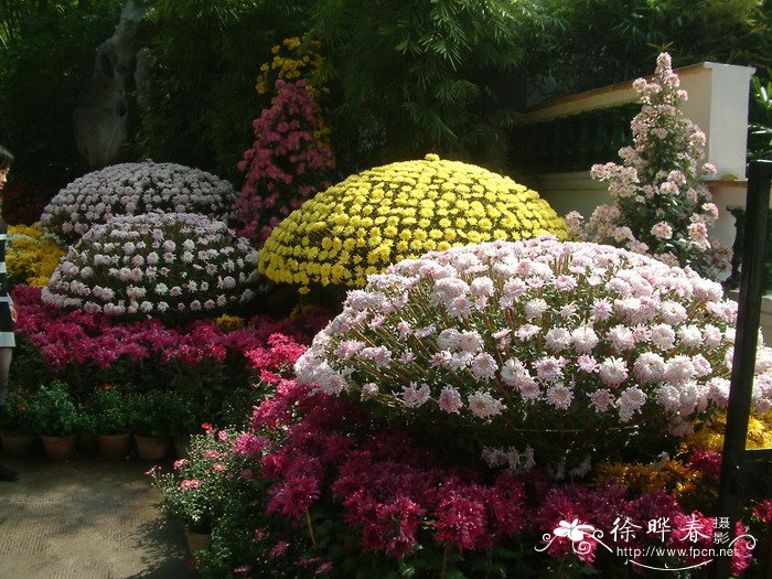 菊花Chrysanthemum morifolium