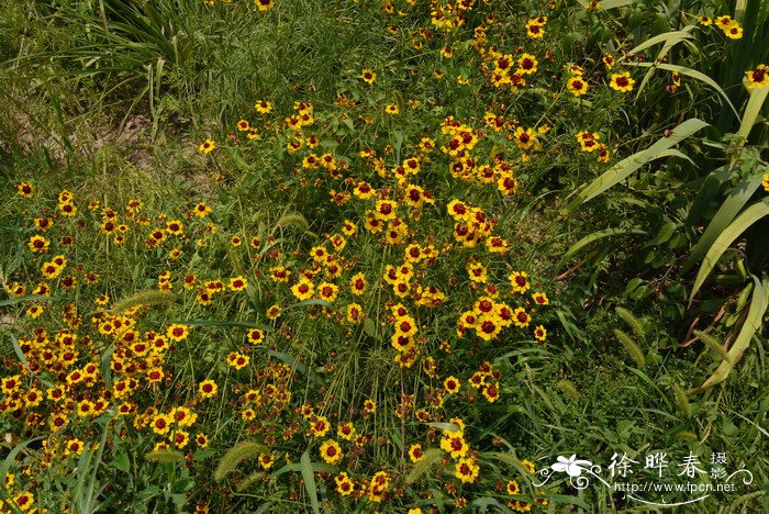 两色金鸡菊Coreopsis tinctoria