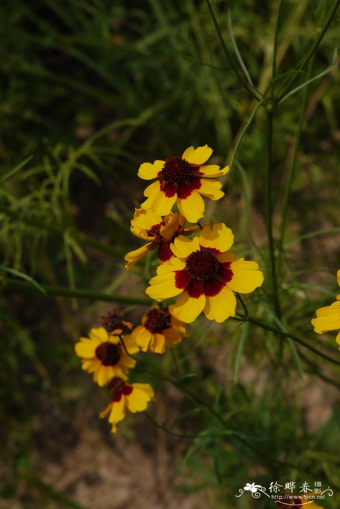 两色金鸡菊Coreopsis tinctoria