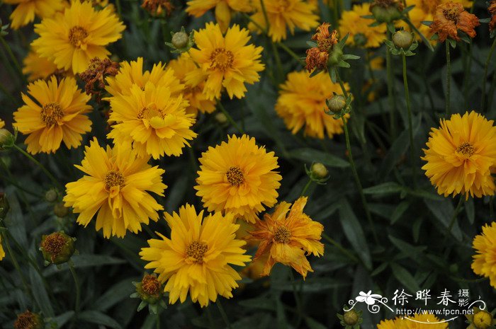 大花金鸡菊Coreopsis grandiflora