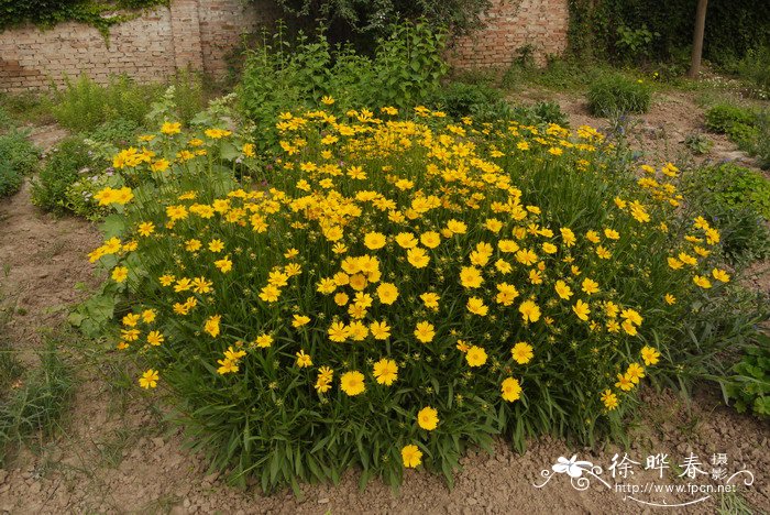 大花金鸡菊Coreopsis grandiflora