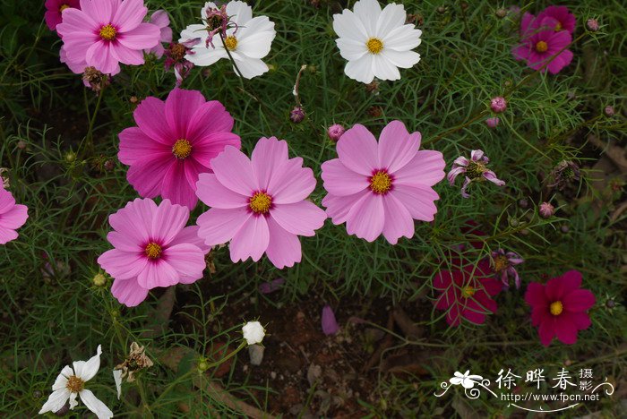 波斯菊Cosmos bipinnatus