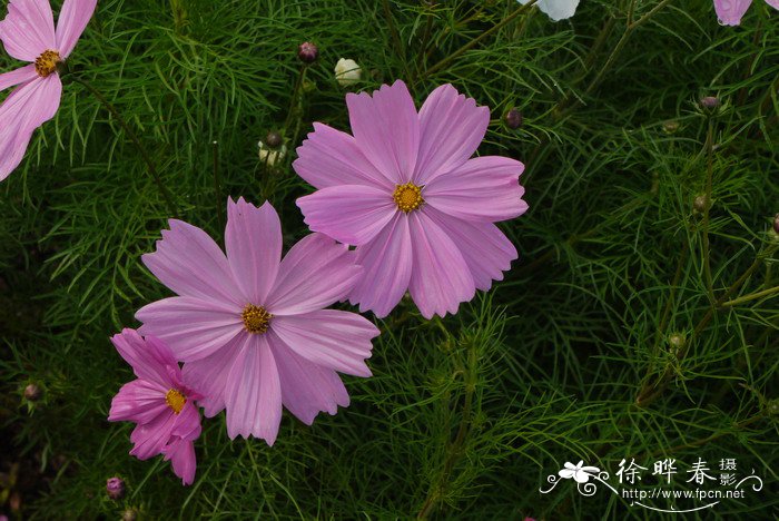 波斯菊Cosmos bipinnatus