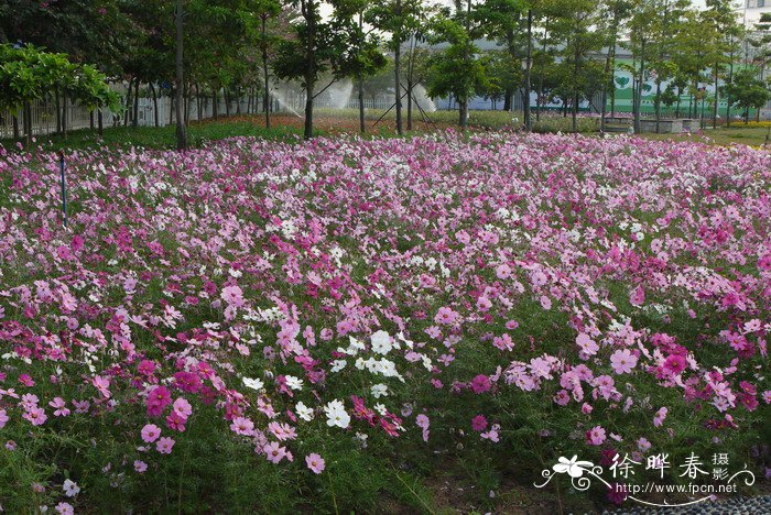 波斯菊Cosmos bipinnatus