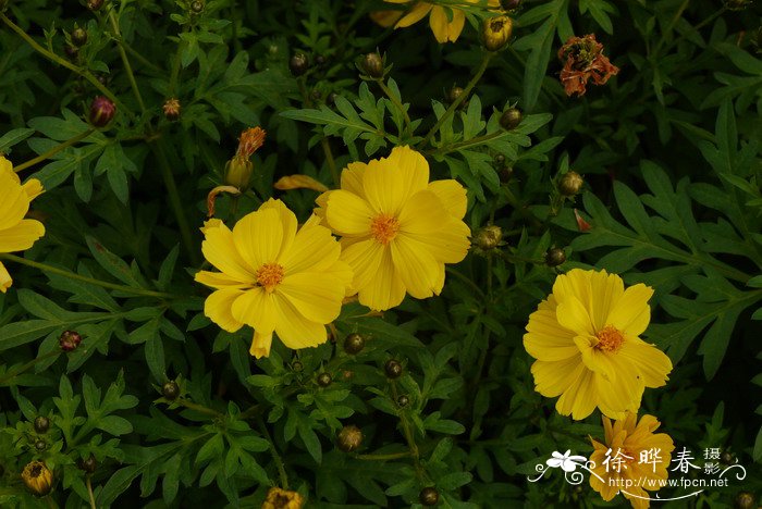 硫华菊Cosmos sulphureus