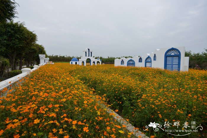 硫华菊Cosmos sulphureus