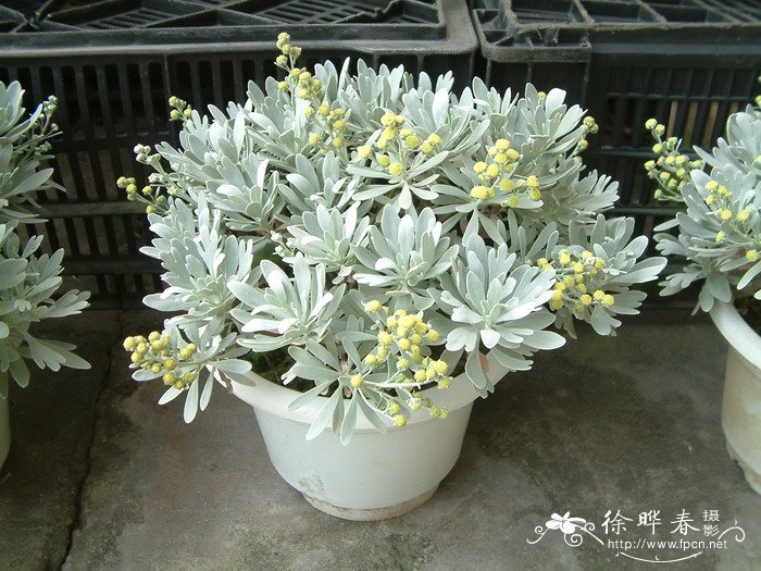芙蓉菊Crossostephium chinense