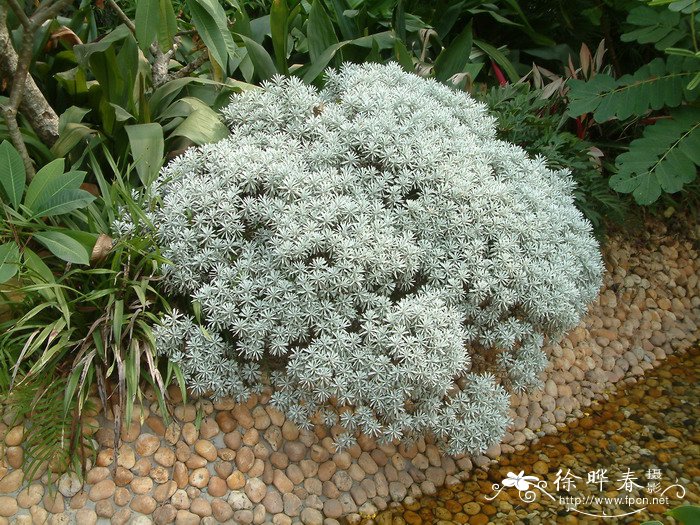 芙蓉菊Crossostephium chinense