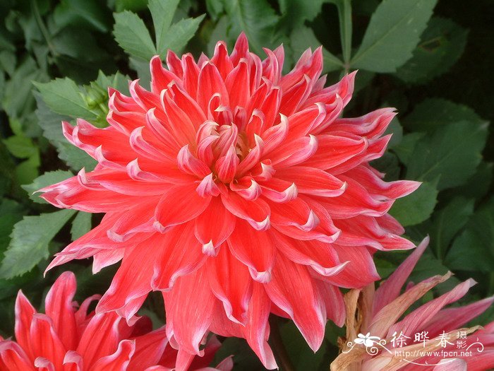大丽花Dahlia pinnata