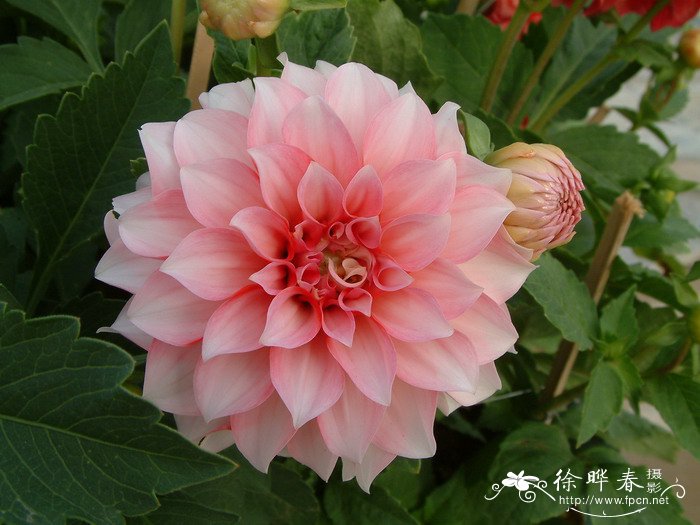 大丽花Dahlia pinnata