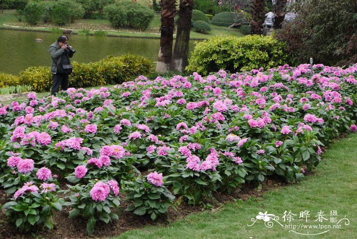 大丽花Dahlia pinnata