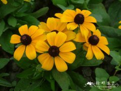 松果菊Echinacea purpurea