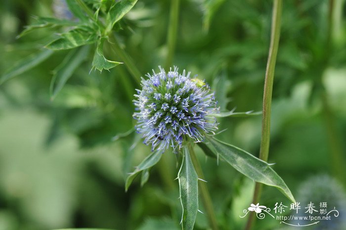 小蓝刺头eryngium planum
