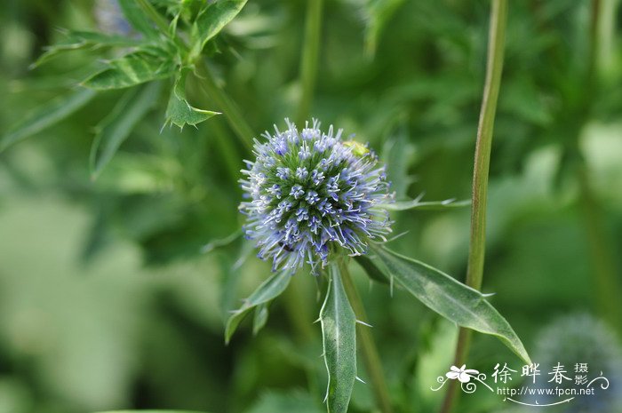 小蓝刺头Eryngium planum