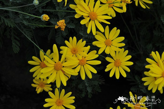 梳黄菊Euryops pectinatus