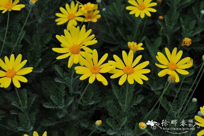 梳黄菊Euryops pectinatus