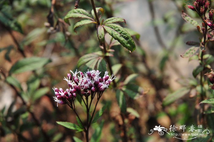 佩兰Eupatorium fortunei