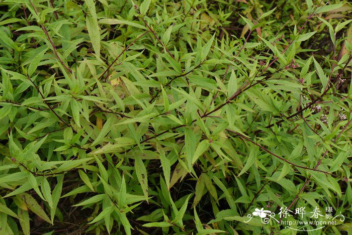 泽兰Eupatorium japonicum